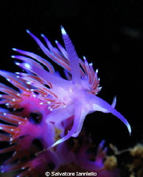 Flabellina by Salvatore Ianniello 